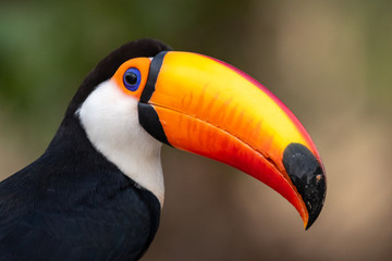 The gigantic beak of a Toucan