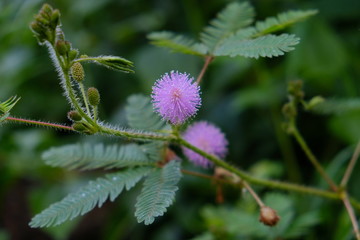 Mimosa pudica is a short shrub of a member of the leguminous tribe which is easily known for its leaves which can quickly close / wither automatically when touched.