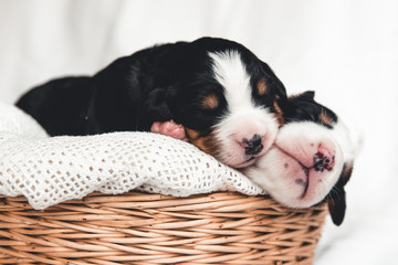 Little puppy of Bernese Mountain Dog in a basket. Cute animals.