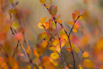 Herbst in den Rocky Mountains, Kanada