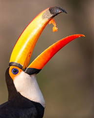 Toucan earring some fruit