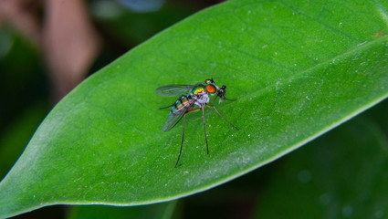 Close up insect eating  bait on the leaf    Macro  photography

