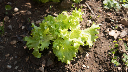 insalata