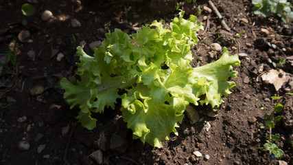 Insalata