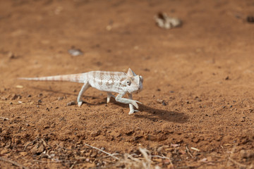 Chameleon walking across gravel road slow moving