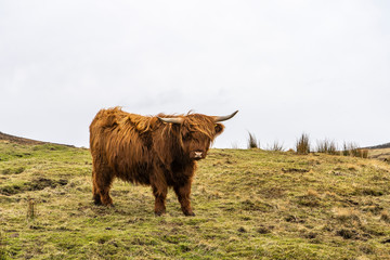 Hairy highland cow standing on a pasture