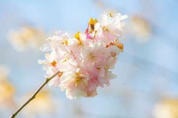 cherry tree blossom