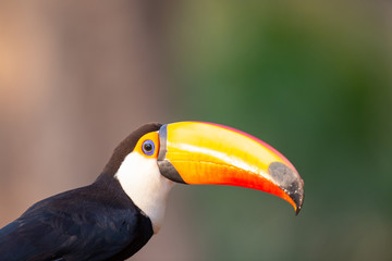 toucan on a green background