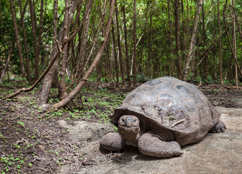 Giant Galapagos turtle  Floreana island green forest