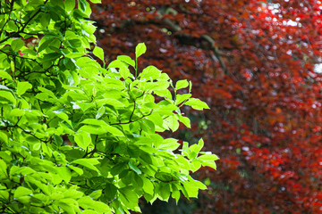 Herbst in Kanada, Bäume im Herbst