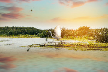 Beautiful white egret at the Danube Delta, Romania