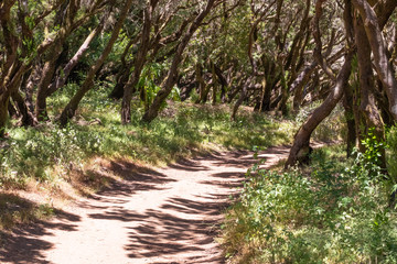 Erica arborea Baumheide im Lorbeerwald auf La Gomera