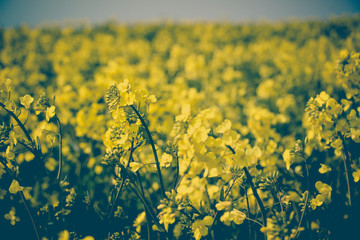 Close up of Canola Flowers