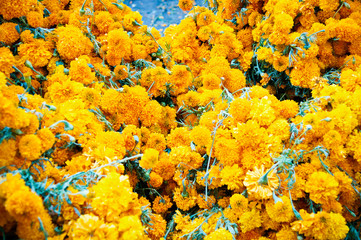 Detail of orange cempasuchil flowers for dia de muertos