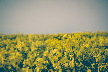 Close up of Canola Flowers