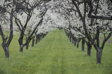 Mirabelle plum trees orchard white flowers