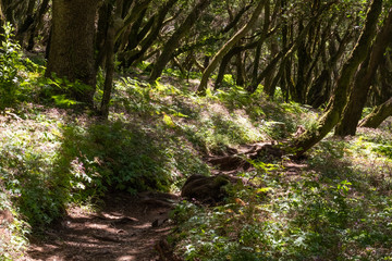 Erica arborea Baumheide im Lorbeerwald auf La Gomera