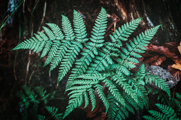 Dark fern near the tree trunk, abstract image for background