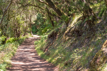 Erica arborea Baumheide im Lorbeerwald auf La Gomera
