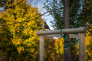 Bird sitting on a tree in park in autumn, Vienna, Austria
