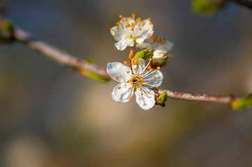 Fresh fruit blossom bud in the spring season