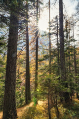 Soft glow image of coniferous forest with direct sunlight