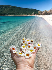 Woman's hand with daisies on sunny summer day, Sardinia, mediterranean sea, walking on the shore. White sand and clear sky.