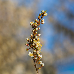Fresh fruit blossom bud in the spring season