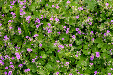 The blooming plant (Geranium molle) with dark-pink flowers close-up