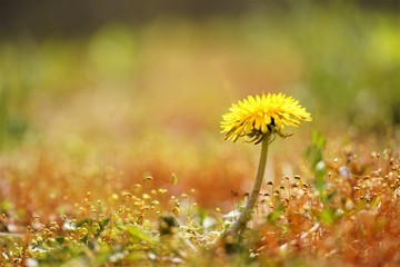 노랑 민들레꽃과 민들레 홀씨 그리고 이끼와 네잎크로바가 있는 작은 숲속 이야기
