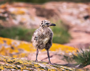 A young seagull chick exploring beyond the nest. Farne Islands. Northumberland, England, North Sea. UK