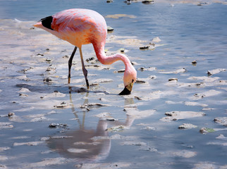 Pink Andean flamingos in Laguna Hedionda in Potosi, Bolivia. South America