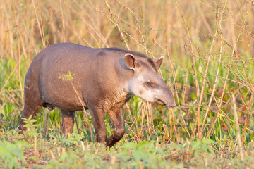 Tapir walking in the grass