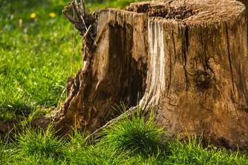 Rotten stump stump on a background of green grass