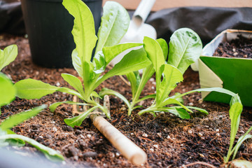 lettuces growing in an urban vegetable garden