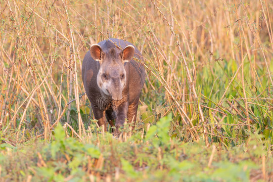 Tapir in the grass