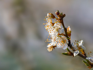 Obraz premium Fresh fruit blossom bud in the spring season