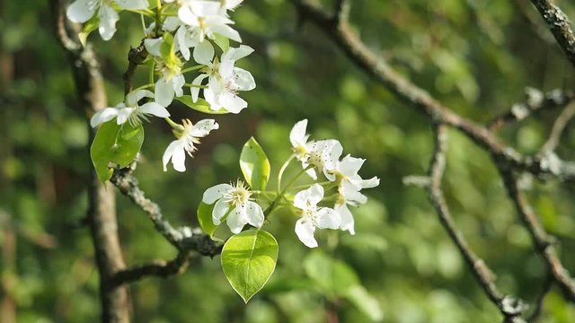 Beautiful blooming white flowers of pear tree (Pyrus) in homemade garden in HD VIDEO. Illuminated by sunlight. Close-up.  ECO and BIO gardening concept.