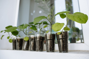 seedlings consisting of young peppers and eggplants are on the window