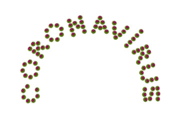 Coronavirus text composed of a photo of a thorny thistle flower isolated on white background