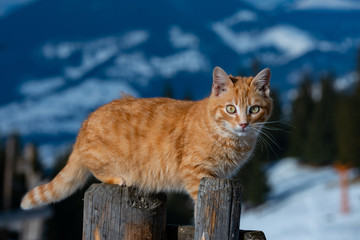 the cat stands a fence and looks at you as you admire the snowy mountains