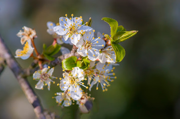 Fresh fruit blossom bud in the spring season