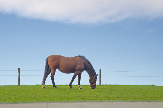 Ein einsamen Pferd grast auf der grüne Wiese. Der Himmel ist blau, eine weiße Wolke im oberen Teil des Bildes umrahmt die Szene, ein Zaun mit zwei Pfosten umzäunt das Pferd. Ein heiteres, ruhiges Bild