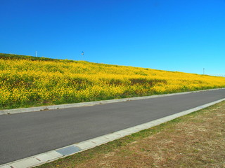 道路と満開の菜の花咲く春の江戸川土手風景