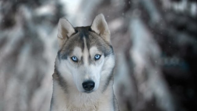 Dog siberian husky on winter background. 4K high detailed footage. Shot on black magic cinema camera.
