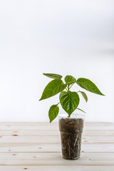 A plastic Cup with earth in which there is a young green pepper for seedlings. The glass with the plant is located on a wooden surface