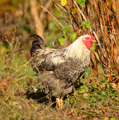 Chicken walks outdoors in the garden