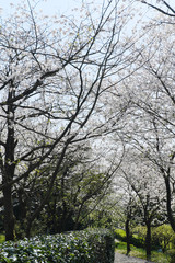 Obraz premium 遊歩道の空を埋め尽くすソメイヨシノの桜
