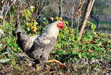 Chicken walks outdoors in the garden