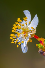 Fresh fruit blossom bud in the spring season